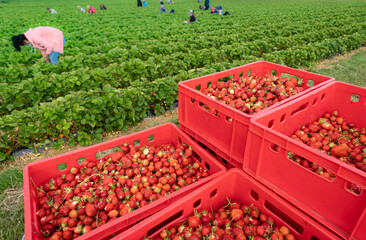 Erdbeerernte - Kiste mit kleinen Erdbeeren für die Weiterverarbeitung am Rand eines Erdbeerfeldes. 