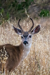 deer in the forest