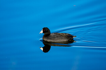 great crested grebe