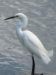 Great heron by the river