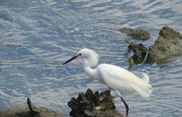 Beautiful white snowy heron by the Florida river