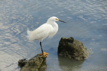 Beautiful white snowy egret on the stone