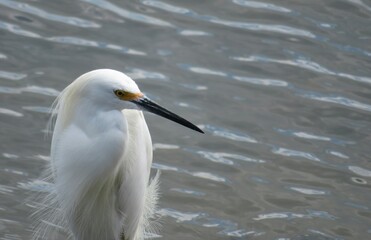 White snowy egret on river water background in Florida, closeup