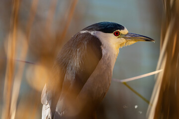 Night heron portrait