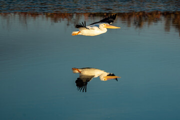ducks in the water
