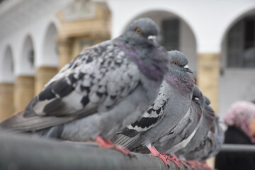 Line of pigeons standing in the city of Algiers, Algeria