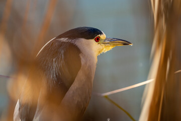 Night heron portrait