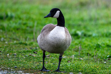 goose on the grass