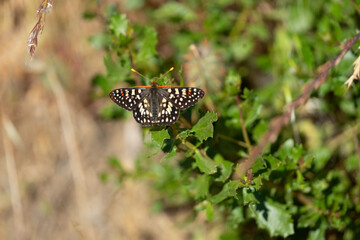 butterfly on leaf