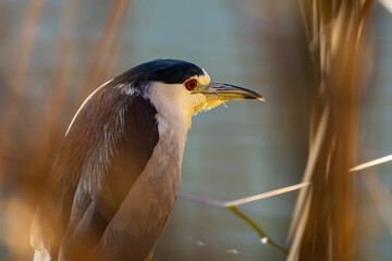 Night heron portrait