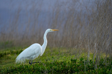 great blue heron