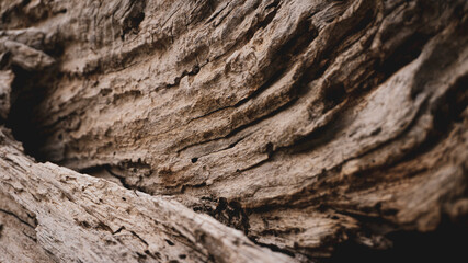 bark of tree