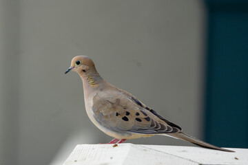 dove on the fence