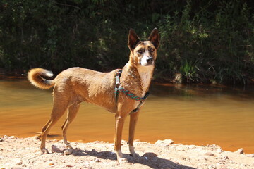 Attention dog at a lake in brazil