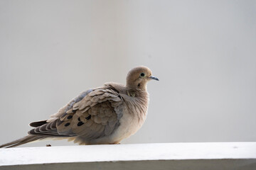 white dove on the rock