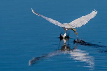 heron in flight