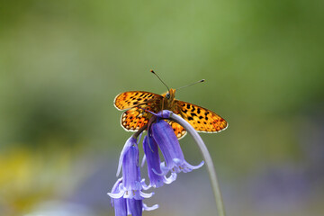 A Pearl-bordered Fritillary basking on a Bluebell flower.