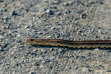 worm on the sand