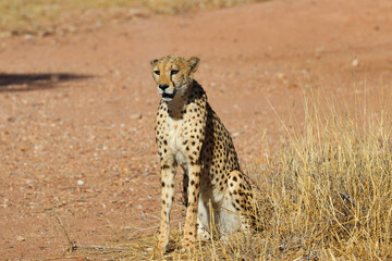 Cheetah in the savanne - Namibia, Africa