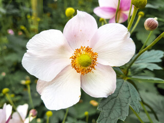 thimbleweed also windflower (in german Herbst-Anemone) Anemone hupehensis