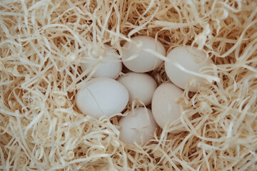Chicken eggs lying in the hay