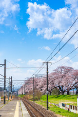 Sakura tunnel and walkway with japanese  cherry blossom blooming at Hitome Senbon beside Shiroishi Riverside. Miyagi, Japan