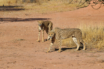 Cheetah in the savanne - Namibia, Africa