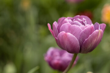 Purple tulips. The variety is peony. Many petals. Spring flowers. Gift for mom. Background, postcard. Double Early tulips.