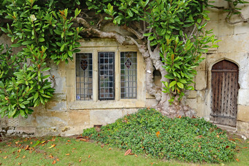 Fototapeta na wymiar An old leaded window with a concrete frame under a large green shrub in an old English country house