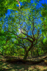 Fototapeta na wymiar tree. preservation of nature and environment