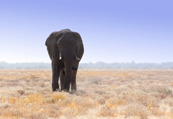 Fototapeta na wymiar A view of elephant in Namibia