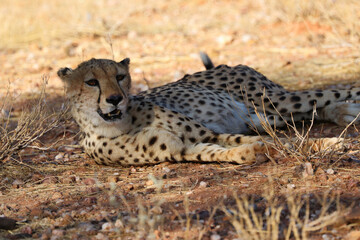 Cheetah in the savanne - Namibia, Africa