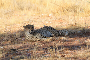 Cheetah in the savanne - Namibia, Africa