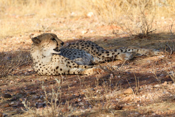 Cheetah in the savanne - Namibia, Africa