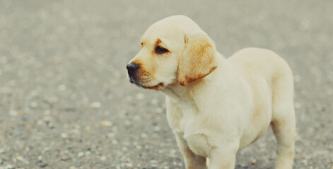 Close up of puppy dog Labrador Retriever on a city street