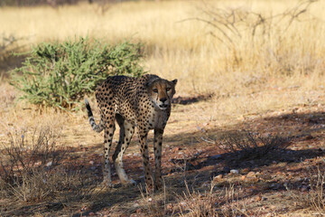 Cheetah in the savanne - Namibia, Africa