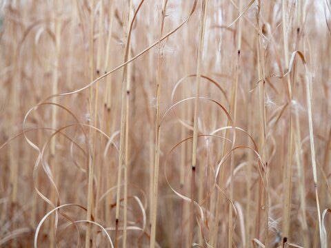 枯れ草 Images – Browse 7,780 Stock Photos, Vectors, and Video | Adobe Stock