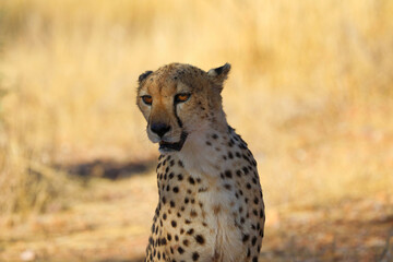 Cheetah in the savanne - Namibia, Africa