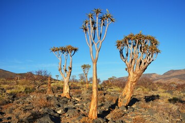 K&ouml;cherb&auml;ume (aloe dichotoma) im Namib Naukluft Park in Namibia. 
