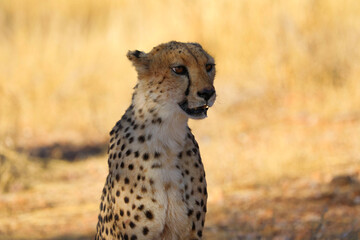 Cheetah in the savanne - Namibia, Africa