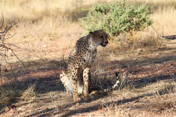Cheetah in the savanne - Namibia, Africa