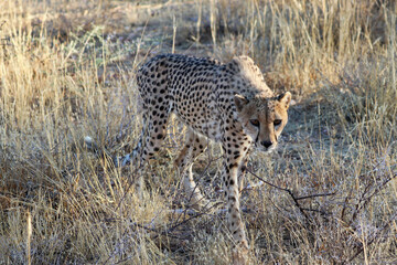 Cheetah in the savanne - Namibia, Africa
