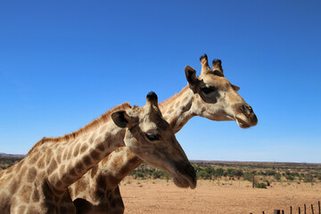 giraffe heads - Namibia, Africa