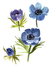 Blue art watercolor wedding blossom anemones flowers on white background. Vintage illustration flowers with green leaves bright colorful botanical elements handmade with watercolors.