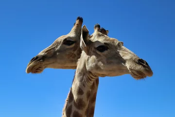 Fototapeten giraffe heads - Namibia, Africa © Christian