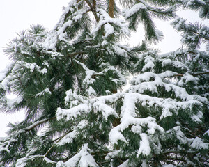 Branches of pine tree with snow