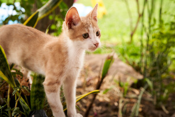Naklejka na ściany i meble Small tabby cat outdoors in summer time