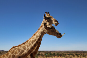 Naklejka premium giraffe heads - Namibia, Africa