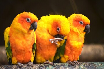 three love birds on tree trunk