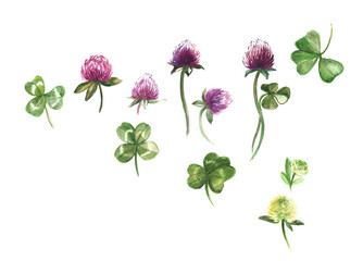 Red clover .Red art watercolor blossom red clover on white background. Vintage art  flowers with green leaves bright botanical elements handmade with watercolors.